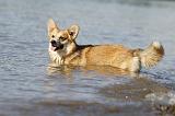 CORGI PEMBROKE 764